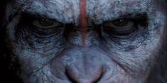Apes