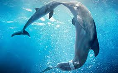 Dolphin Tale 2