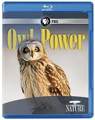 Owl Power