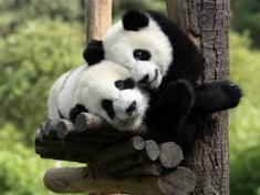 Pandas: The Journey Home - 3D
