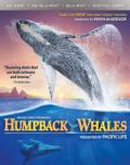 humpback whales 4k