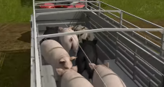 New 'Farming Simulator 17' Trailer Shows Off Cute Pigs