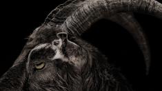 The Witch - 4K Ultra HD Blu-ray