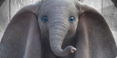 Dumbo