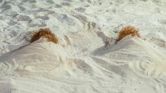 Barb and Star Go to Vista Del Mar backdrop