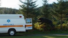 Cocaine Bear backdrop