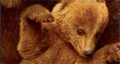 Bears News