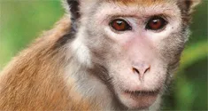 monkey kingdom news