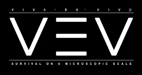 VEV News
