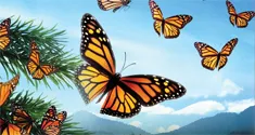 butterflies news