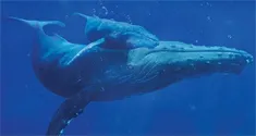 humpback whales news