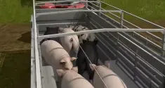 New 'Farming Simulator 17' Trailer Shows Off Cute Pigs