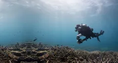 chasing coral news